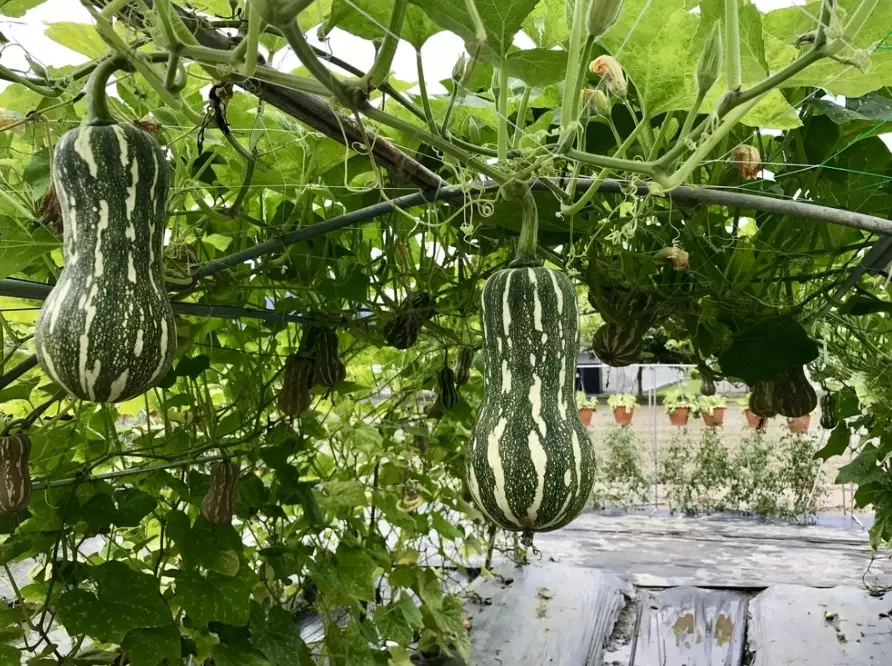 grow squash vertically