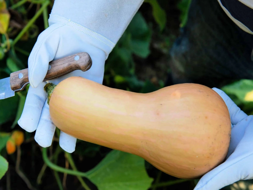 butternut squash harvesting time