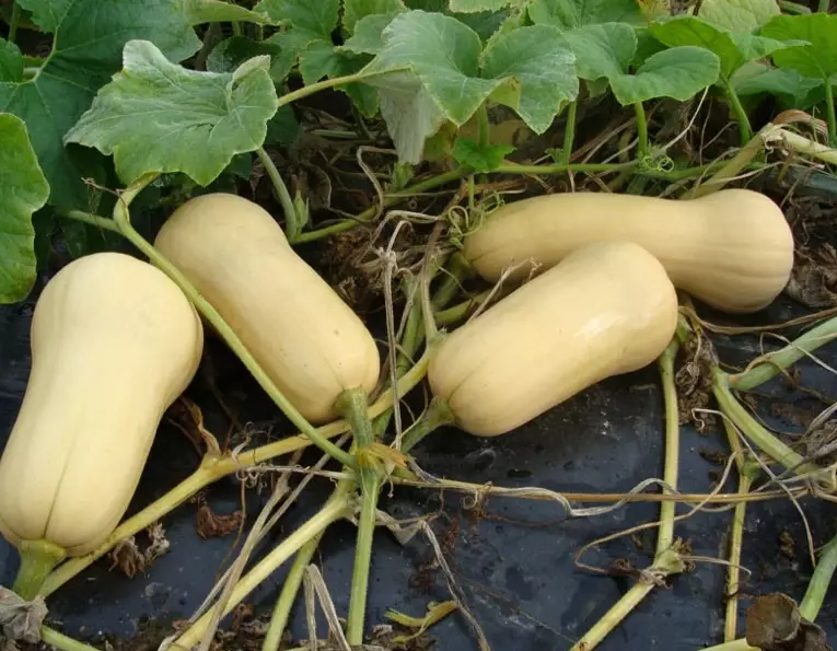 butternut squash plant care
