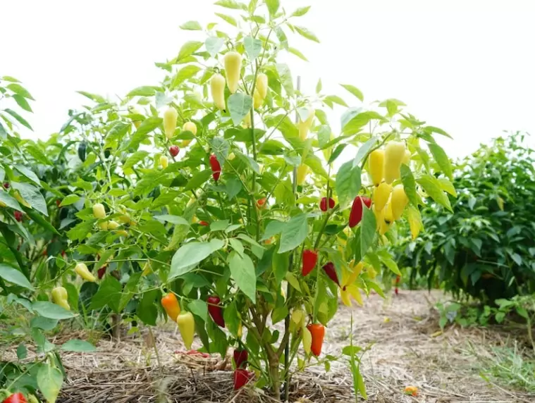 bell pepper growth time