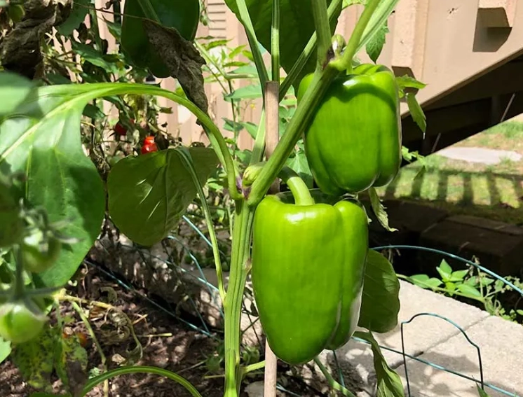 bell pepper harvest time