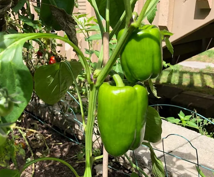 how to ripen bell peppers how to ripen bell peppers
