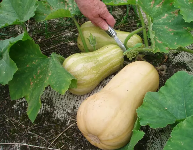 growing butternut squash