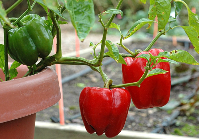 growing bell peppers from seed