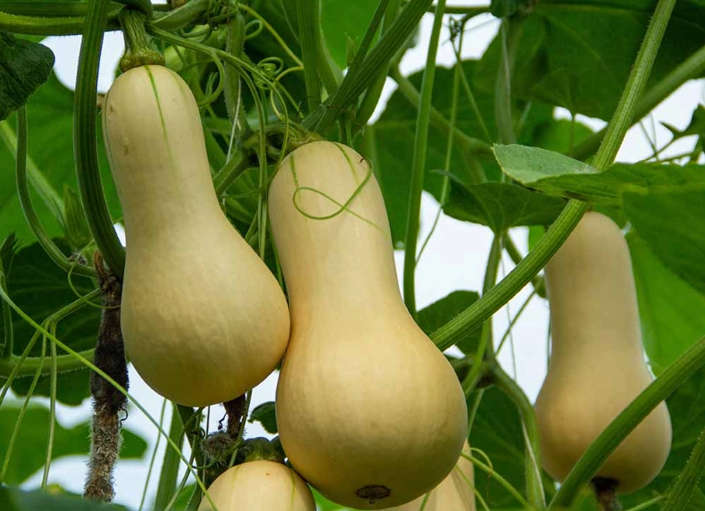 butternut squash plant care