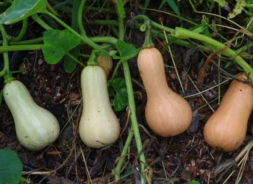 ripe butternut squash signs