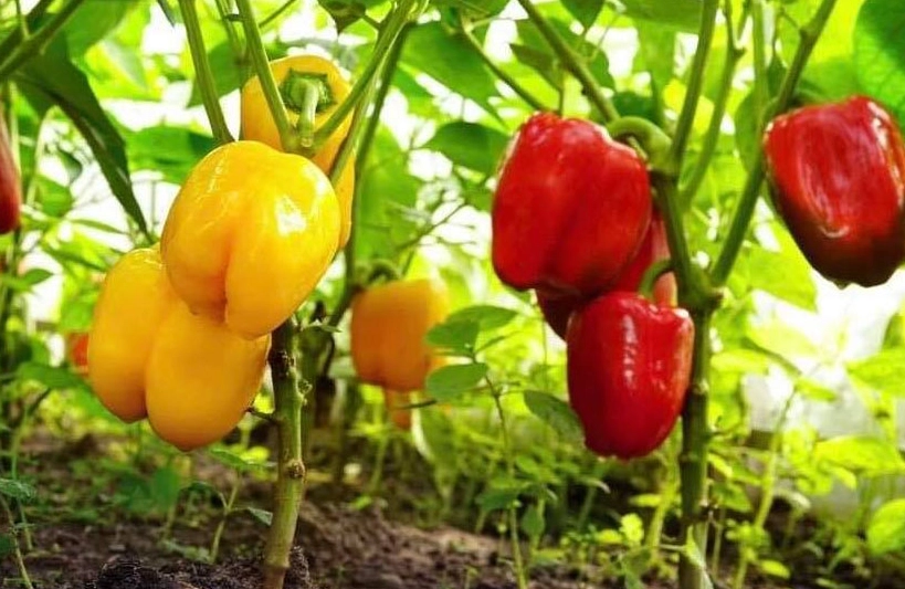 bell pepper harvest time