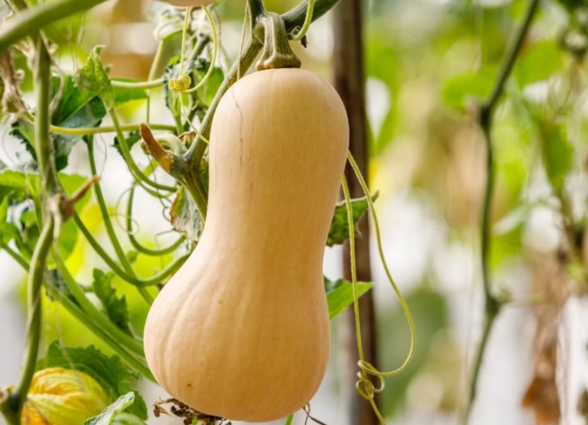 growing butternut squash