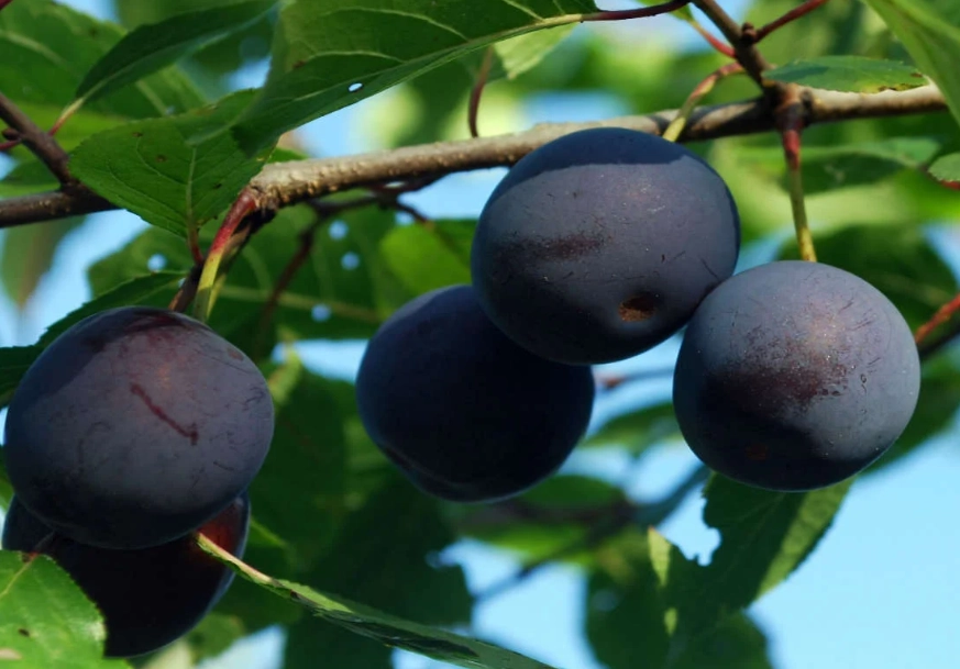 difference between red and black plums difference between red and black plums