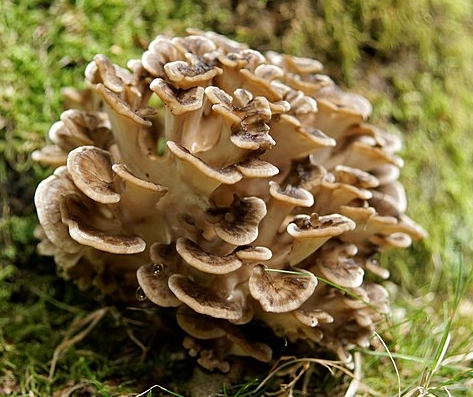 grifola frondosa
