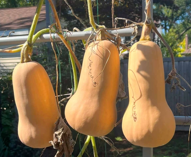 when is butternut squash ready to pick