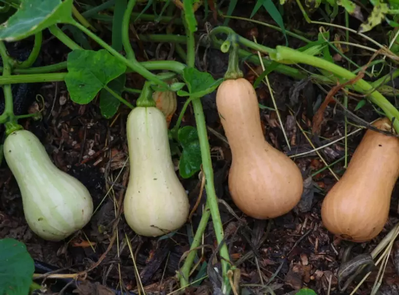 butternut squash picking signs butternut squash picking signs