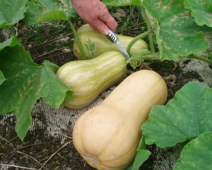 how to tell if butternut squash is ripe how to tell if butternut squash is ripe