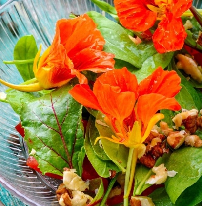 how to cook nasturtiums