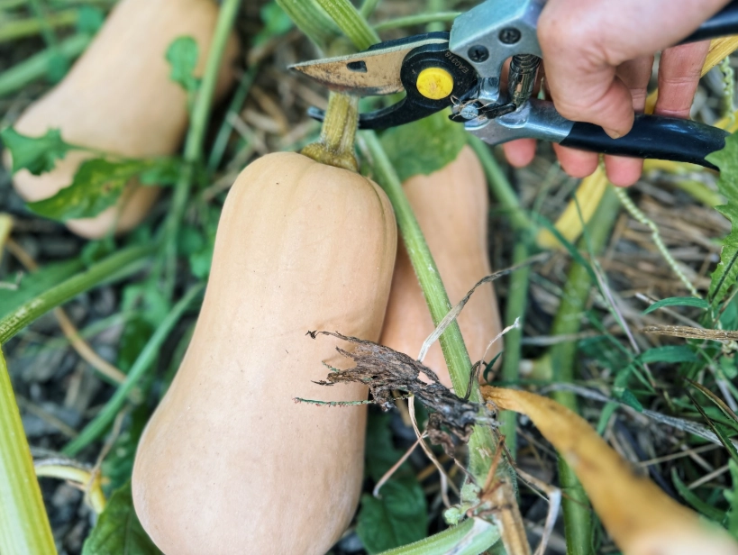 how to tell if butternut squash is ripe how to tell if butternut squash is ripe