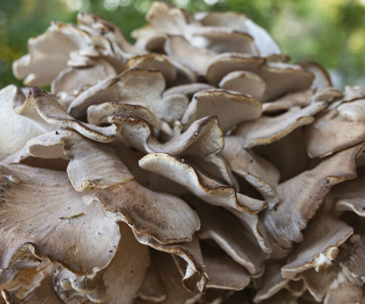 hen of the woods mushroom