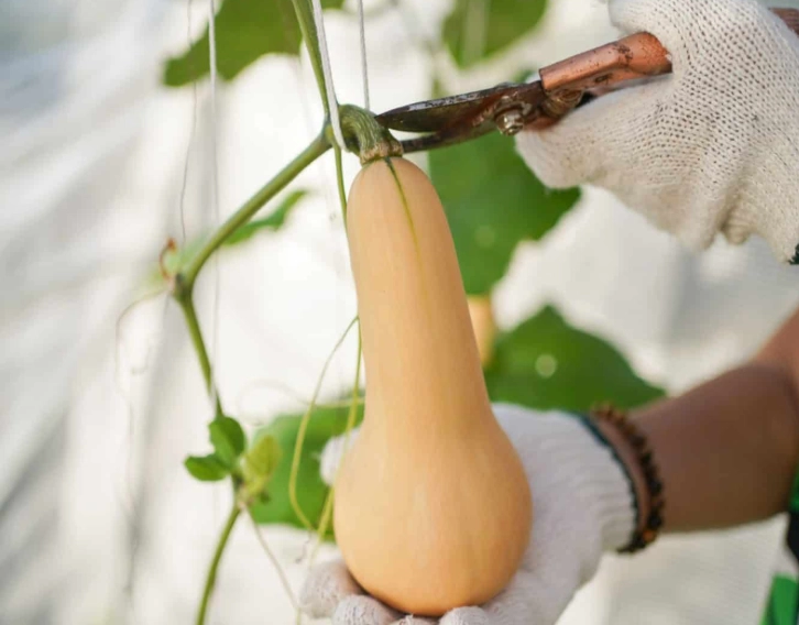 how to pick butternut squash