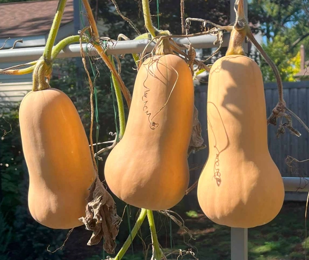 butternut squash selection guide