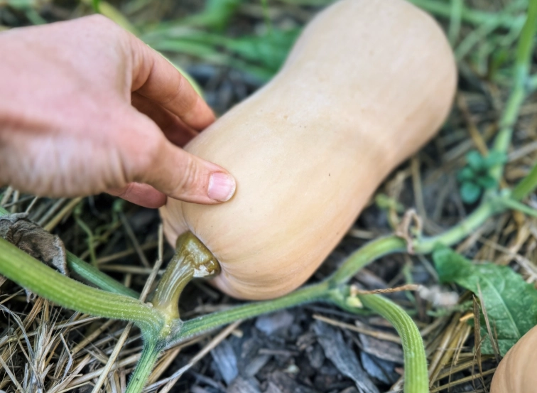 butternut squash ripe