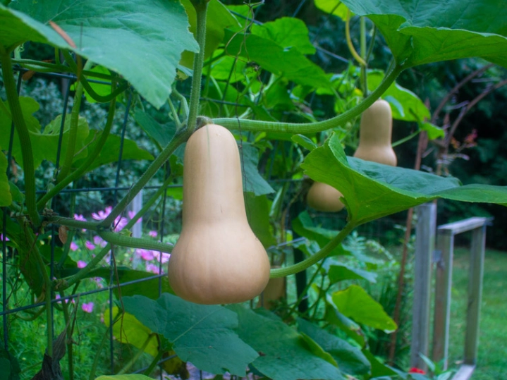 best time to pick butternut squash