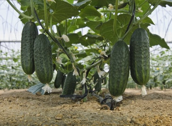 why are cucumbers bitter