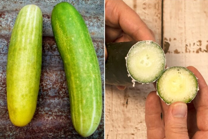 why is cucumber bitter