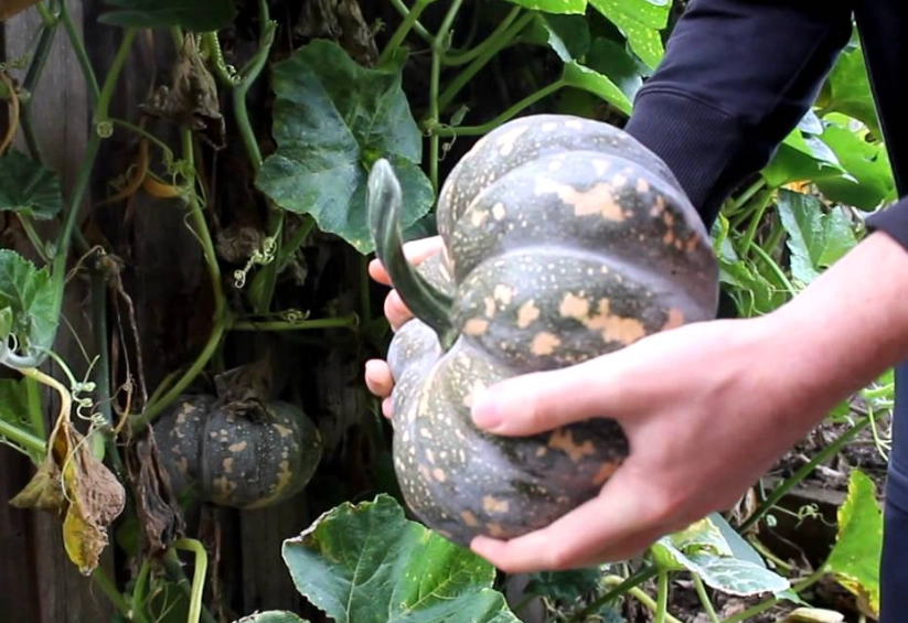 harvest butternut squash