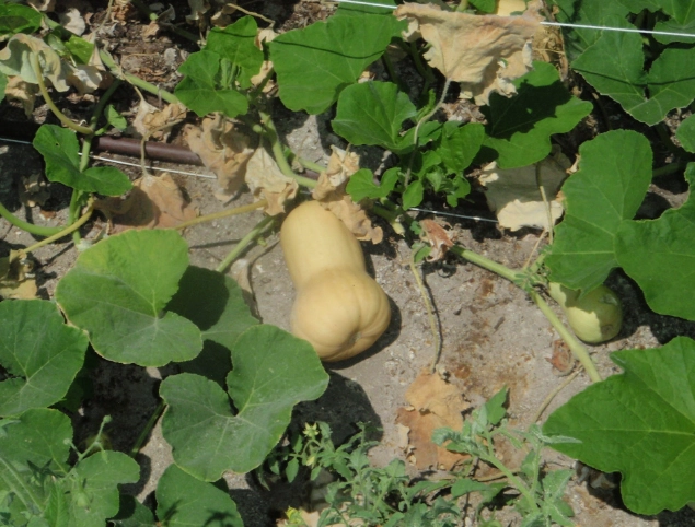 when to harvest butternut squash