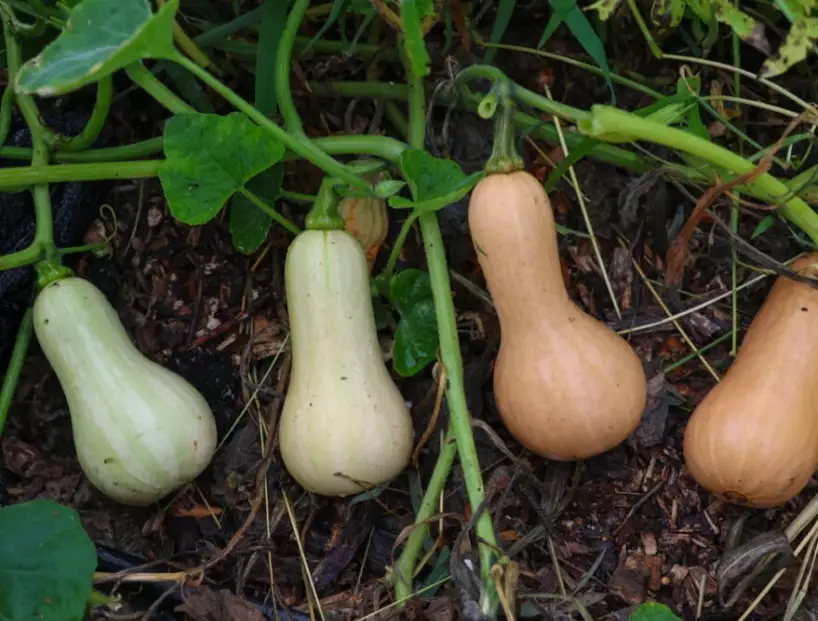harvest butternut squash