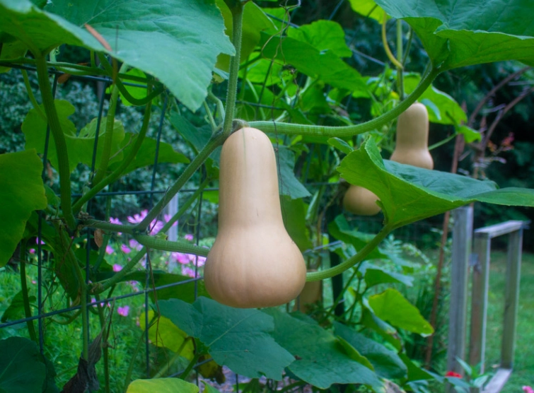 butternut squash ripe