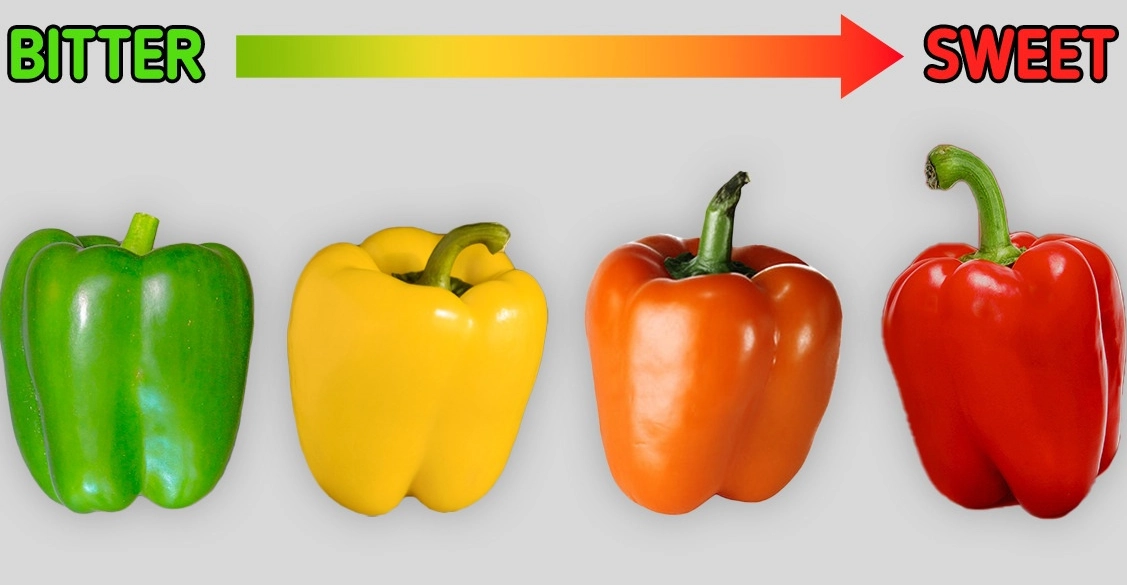 bell peppers nutrition bell peppers nutrition