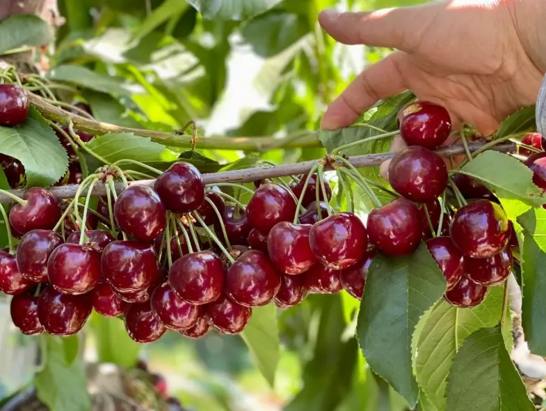 California cherry season California cherry season