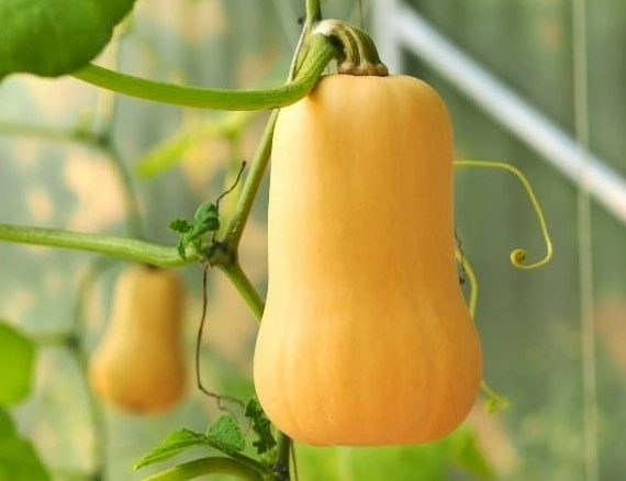 when do you harvest butternut squash