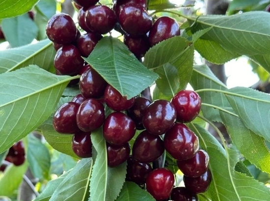 cherry farms near me cherry farms near me