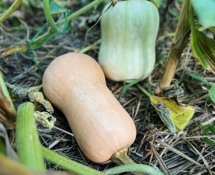 butternut squash selection guide