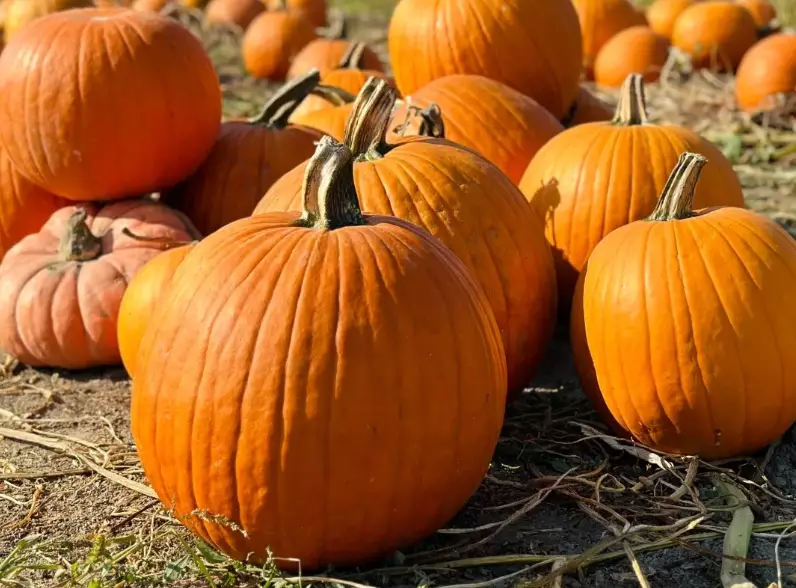 when to harvest butternut pumpkin