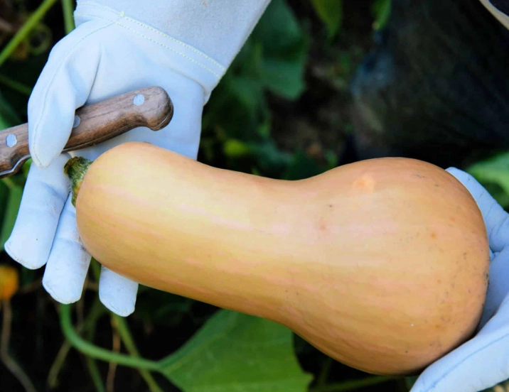 choosing ripe butternut squash