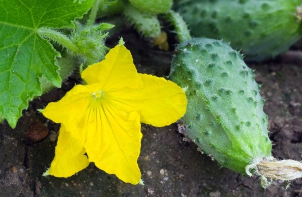 prevent bitter cucumbers
