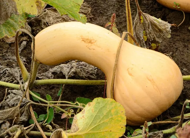 butternut squash ripe