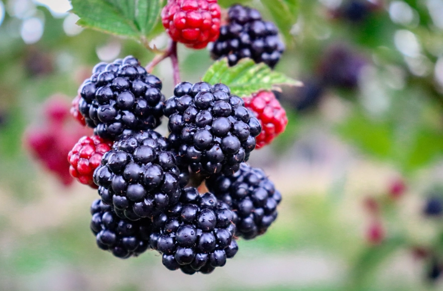 when is blackberry season