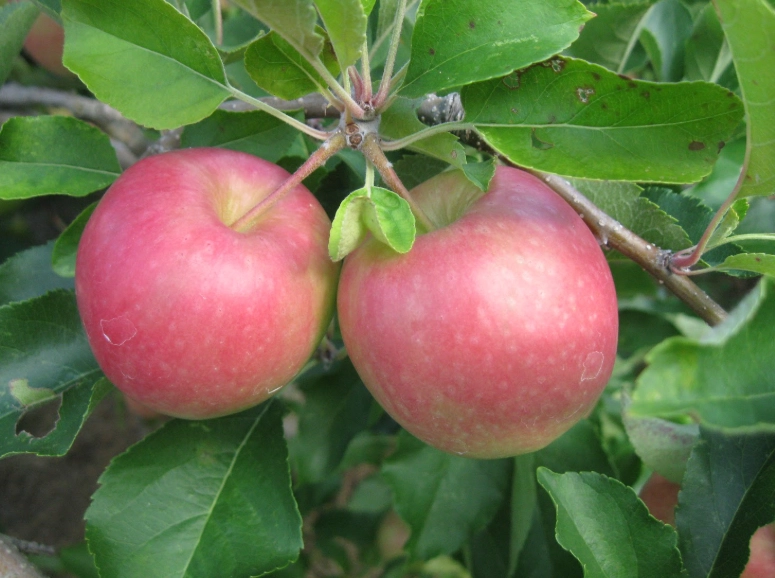 how to bake with fuji apples