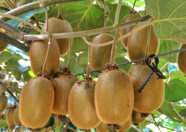 kiwi harvest season