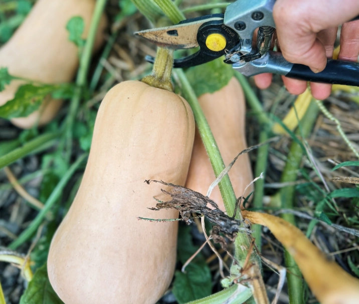 when to harvest butternut squash