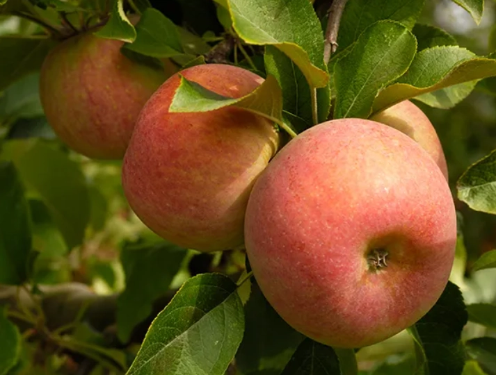 how to bake with fuji apples