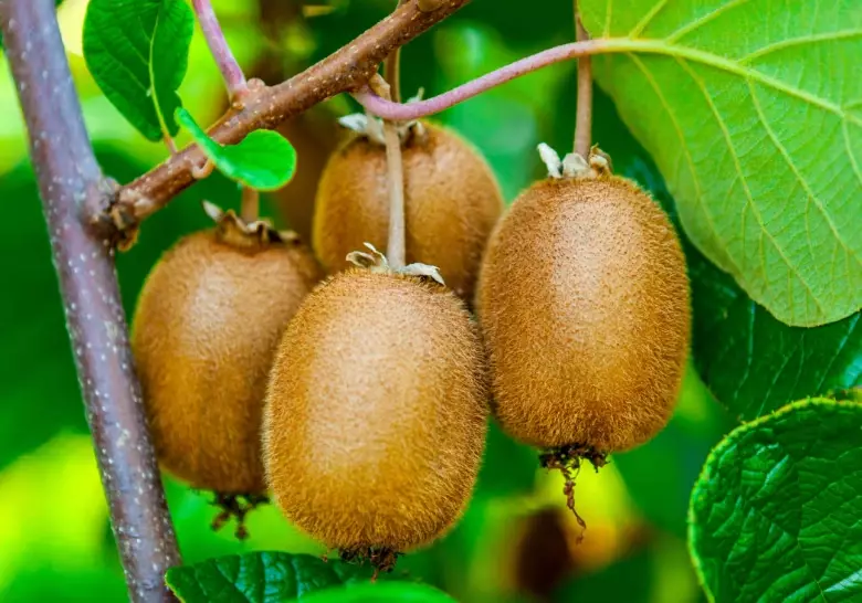 kiwi harvest season