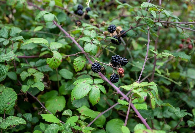 blackberry picking season