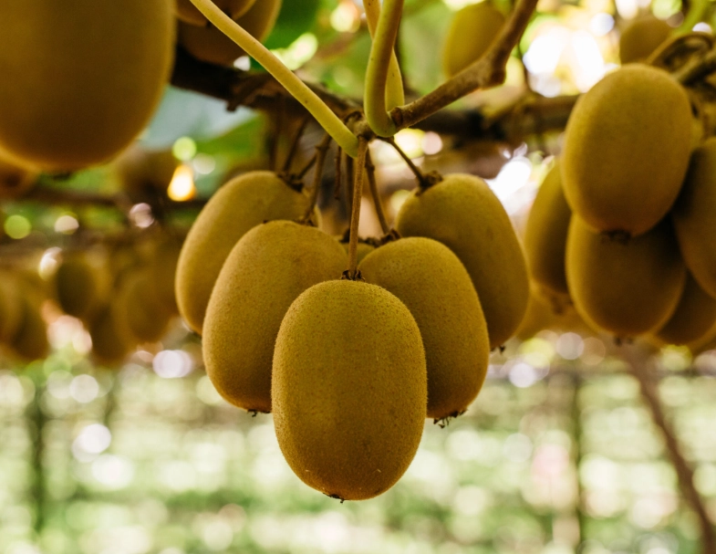 when is kiwi in season