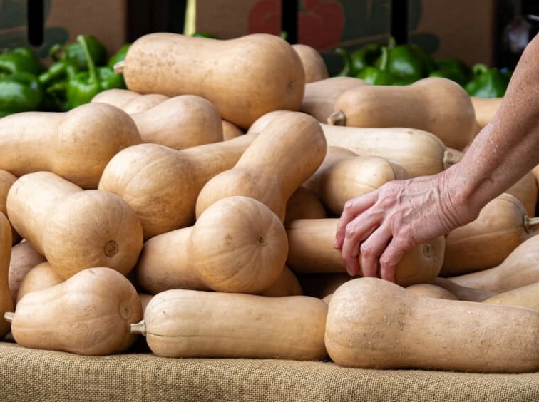 butternut squash harvest time