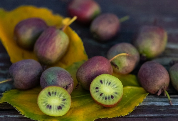 kiwi season