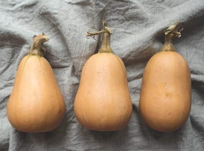 when to harvest butternut squash